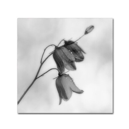 Trademark Fine Art Bjorn Emanuelson 'Autumn Dew' Canvas Art, 35x35 1X00503-C3535GG